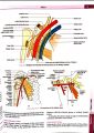 BD CHAURASIA'S HUMAN ANATOMY 9th EDITION (UPPER LIMB & THORAX) VOLUME- 1. 