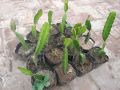 Fresh and original Dragon fruit cutting 3inches to 20 inches pack of 2 plant. 