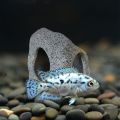 Aquarium Cave Fish Tank Decorations, Add a Natural Touch to Your Fish Tank with Decorative Rocks.