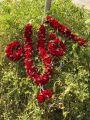 artificial flower jewellery set it include ( mala, gajra,ring , hair bun ). 