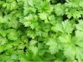 Deshi Dhonia pata 2000 seeds (Repack & Free gift- 3 items)..