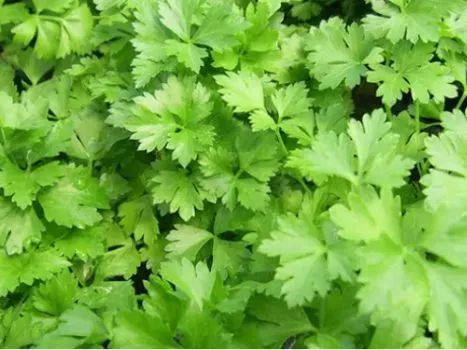 Deshi%20Dhonia%20pata%202000%20seeds%20(Repack%20&%20Free%20gift-%203%20items).%20-%20Image%202