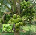 Coconut plant / පොල් පැල ( 3 Years ). 