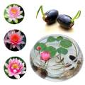 10 PCs mixed Lotus, small seeds, all year old, 100% genuine lotus seed, small lotus seeds, lotus flower seeds, lotus flower seeds, auspicious tree, dwarf tree, lotus flower seeds mini lotus seeds waterlily flower seeds. 