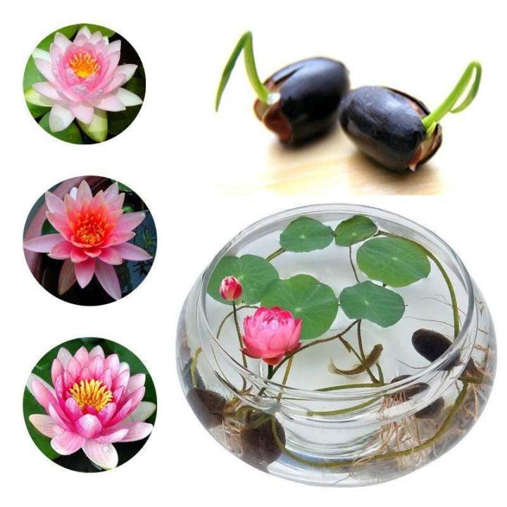 10%20PCs%20mixed%20Lotus,%20small%20seeds,%20all%20year%20old,%20100%25%20genuine%20lotus%20seed,%20small%20lotus%20seeds,%20lotus%20flower%20seeds,%20lotus%20flower%20seeds,%20auspicious%20tree,%20dwarf%20tree,%20lotus%20flower%20seeds%20mini%20lotus%20seeds%20waterlily%20flower%20seeds%20-%20Image%202