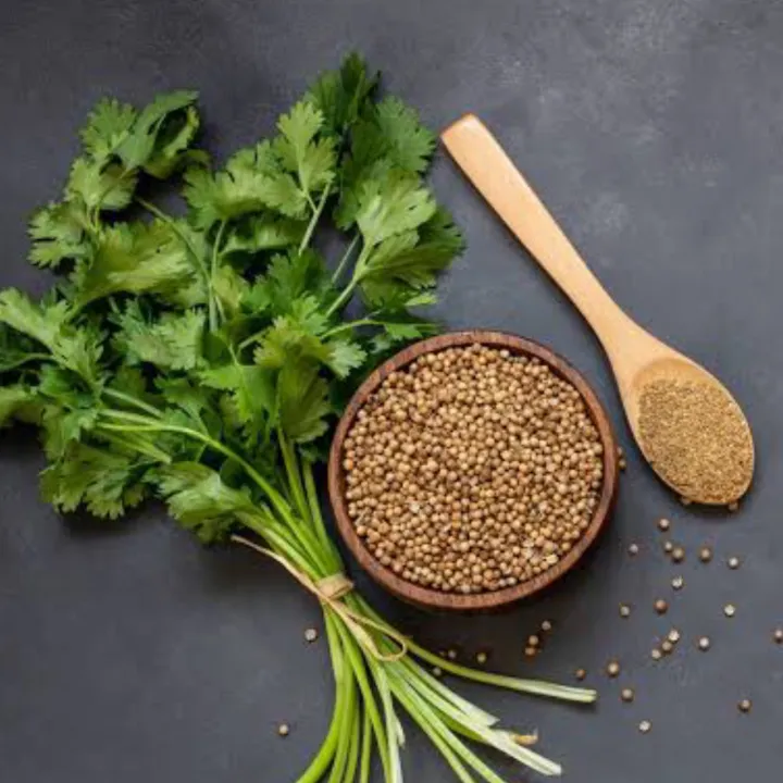 Coriander%20Leaves%20(Dhonia%20Pata)%20500+seeds%20-%20Image%203