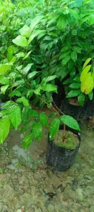 Rambutan%20tree%20The%20one%20of%20the%20largest%20cultivars%20in%20Asia%20-%20Image%203