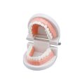 1pcs Cheap Standard Dental Model Teeth Teaching Model Plastic Teeth Model For Dentist Dental Students Studying Education Display. 