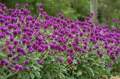 Flower Seeds Of Makhamali - Gomphrena Seeds For Garden And Balcony 50+. 