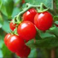 TOMATO ROTON 10 GM. 