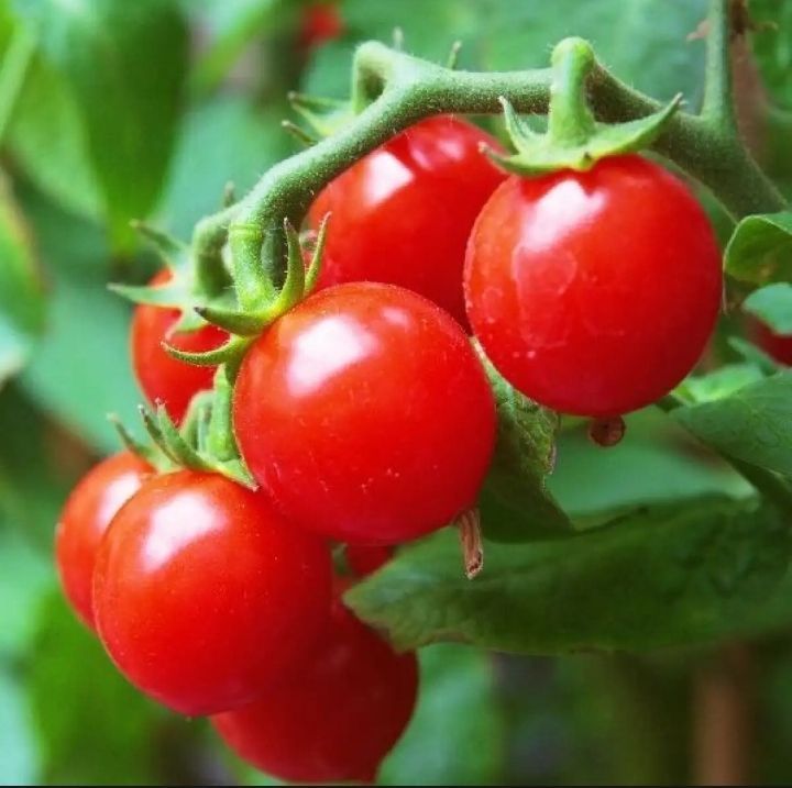 TOMATO ROTON 10 GM