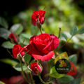Pure Rose Powder (80g) - Organic Ghulab Powder for Glowing Skin, Face Mask & Natural Toner. 