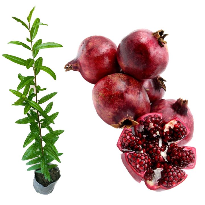 Red%20angel%20pomegranate%20plant%20malaysian%20rathu%20delum%20pala%20-%20Image%206