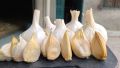 NARC G1 Garlic Dry Seed (200grams). 