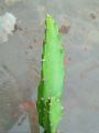 cactus live plant. 