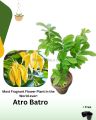 Atro Batro the most Fragrant Plant in World Ever! | Big size Original Atro batro Plant with Pot  | Not seeds | Live Atro batro | Artabotrys hexapetalus plant with pot | Plant Parlour. 