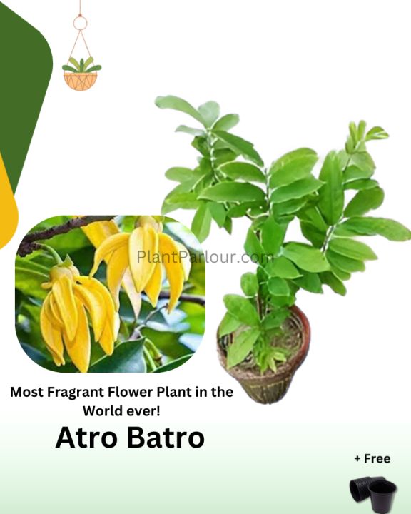 Atro Batro the most Fragrant Plant in World Ever! | Big size Original Atro batro Plant with Pot  | Not seeds | Live Atro batro | Artabotrys hexapetalus plant with pot | Plant Parlour