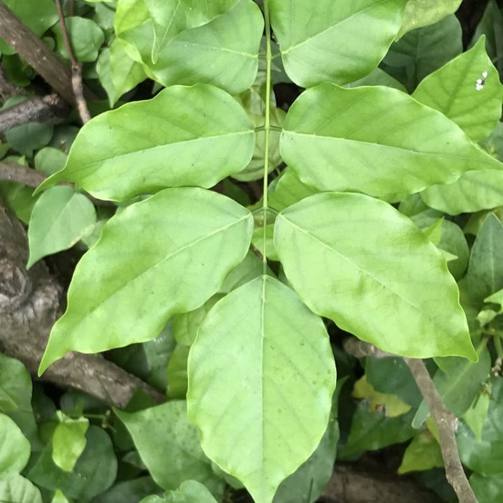 (Pack%20of%203)%20Sukh%20chain%20tree%20seeds,%20indian%20beach,%20Pongamia%20Pinnata%20-%20Image%204