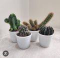 Live Cactus plant | 100% Original cactus mini plant | Original not fake or artificial | Real Cactus | Cactus with pot with fertilizer rait | Cute cactus real plant | Real product size 5 to 6 inches | Fresh stock of cactus | attractive cactus live plant. 