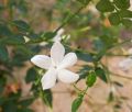 pichcha plant. 