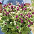Gomphrena Mixed Flower 50 Seeds For Garden And Balcony. 