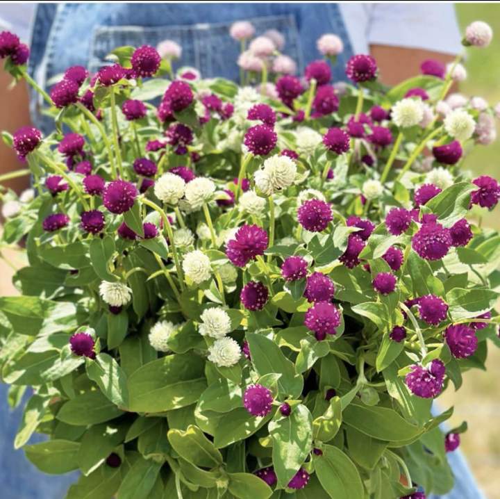 Gomphrena%20Mixed%20Flower%2050%20Seeds%20For%20Garden%20And%20Balcony%20-%20Image%202