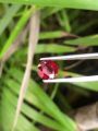 Red Garnet. 