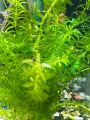 Hydrilla LOW TECH AQUATIC PLANT BUNCH OF 7 |

Aquarium Live Plants Online – Freshwater Aquarium Plants for Sale in Pakistan,. 