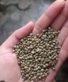 Hemp seed | Bhang | Tukhum e bhang | 500 grams pack | hemp seeds for birds and human | bird food | best for summer | بھنگ | بھنگ کے بیج| بھنگ ا دانہ. 