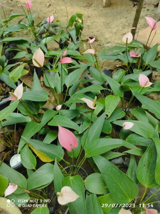 Anthurium%C2%A0%20plants%C2%A0%20%C2%A0lady%20jane%20-%20Image%205