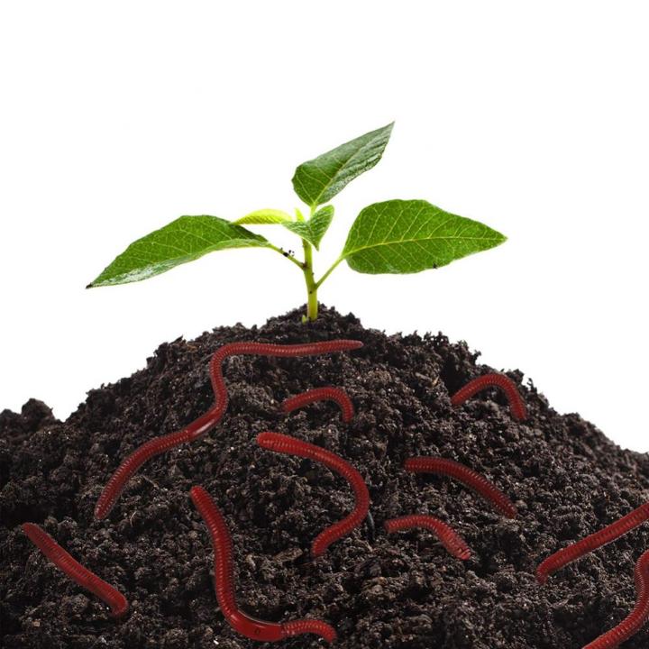 10Pcs%20Simulated%20Insects%20Earthworms%20Soft%20%20Toy%20Floor%20Dragons%20Props%20Halloween%20Party%20Props%20Maggots%20Prank%20Toys%20Children's%20%20-%20Image%204