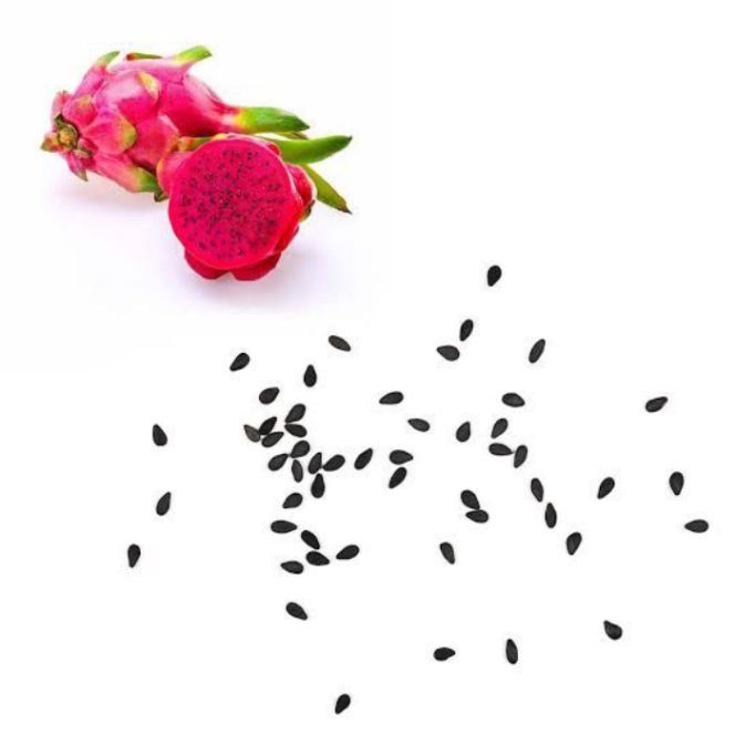 Original%20Dragon%20Fruit%20Seeds%20Fresh%20Seeds%20pack%20of%2010%20Dragon%20seeds%20-%20Image%203