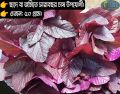 50gm High Quality Red Spinach / Lal Shak / লাল শাক  Seeds.. 