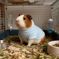 Guinea Pig Clothes Striped Small Pets T-shirt Soft Breathable Elastic Shirt for 5.9-inch Hamster Chinchilla Anti-shedding Outfit. 