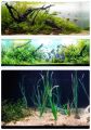 Aqua Plant Vital (Aquarium plant nutrients solution / Aquarium plant food).