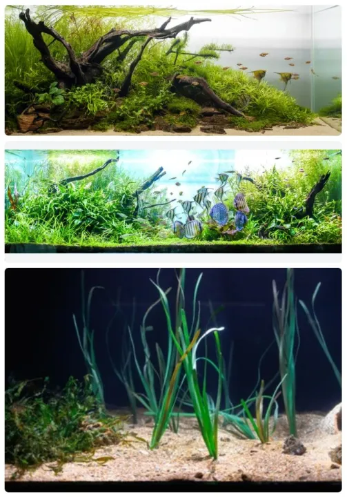 Aqua%20Plant%20Vital%20(Aquarium%20plant%20nutrients%20solution%20/%20Aquarium%20plant%20food)%20-%20Image%202