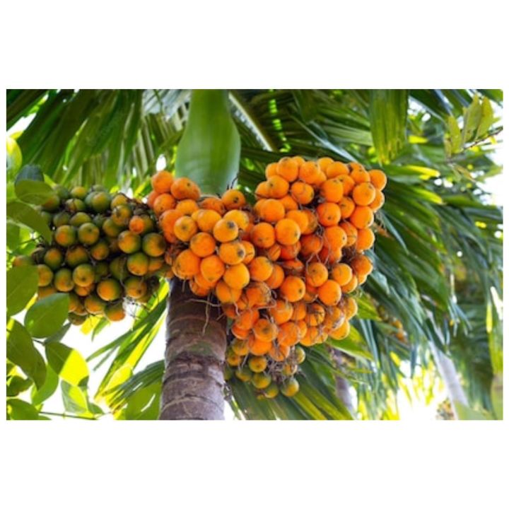 Natural Puwak Plant : Indigenous Beauty for Your Garden