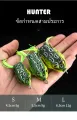 Hunter snakehead plug fake bait jumping rubber tiny rubber mini itch mini itch mini itch mini itch. 