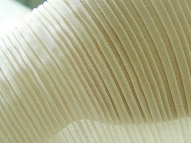 Crush%20fabric%20-%20Image%202