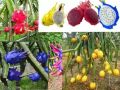 Fresh and original Dragon fruit seeds pack of 30 seeds. 