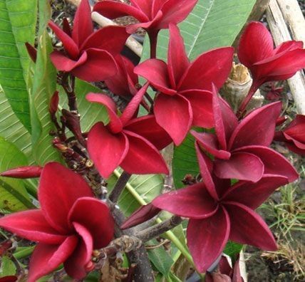 Red%20kathgolap/Plumeria%20flower%20plant%20outdoor%20plant%2010-15%20inch%20long%20plant%20with%20soil%201%20piece%20-%20Image%203
