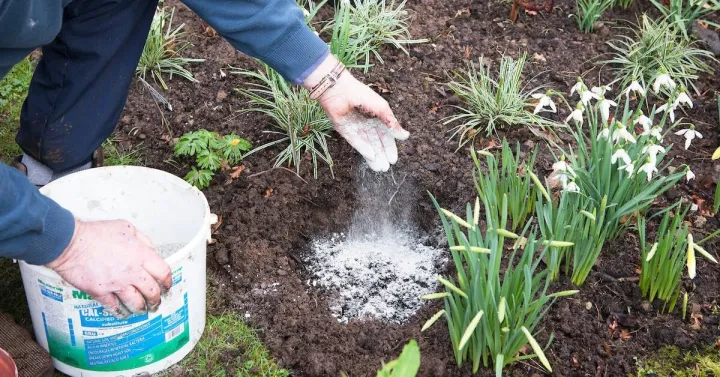 Wood%20Ash%20(Lakri%20ki%20Rakh)%20Fertilizer%20&%20fungicide%20Good%20for%20plants,%20kitchen%20gardening,%20etc%20-%20Image%204