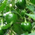 F1 hybrid Shimla mirch / capsicum/ bell peppers seeds in red , green , yellow and purple. 