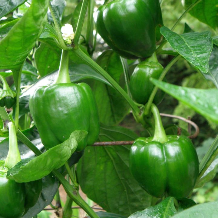 F1%20hybrid%20Shimla%20mirch%20/%20capsicum/%20bell%20peppers%20seeds%20in%20red%20,%20green%20,%20yellow%20and%20purple%20-%20Image%208