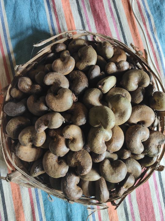 Cashew Seedse Sri Lanakan Natural foods Organic Brown Dry