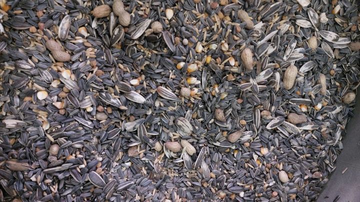 Big%20Parrots%20Feed%20(%20raw%20parrot%20food)%201kg%20-%20Image%204