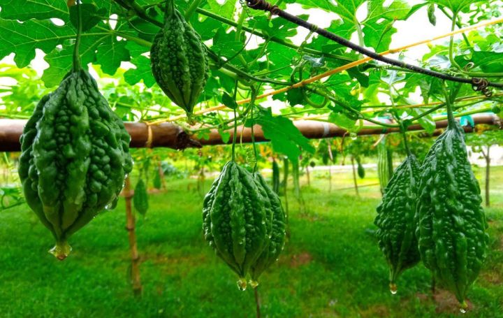 Ucche/ Bitter gourd (উচ্ছে/উসতে) Seeds (10 Seeds).