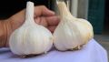 NARC G1 Garlic Dry Seed (200grams). 