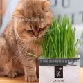 Cat Grass Packet. 