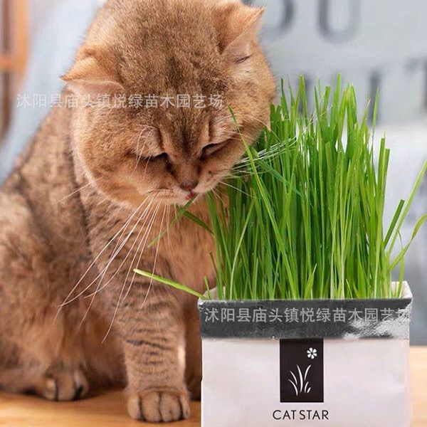 Cat Grass Packet